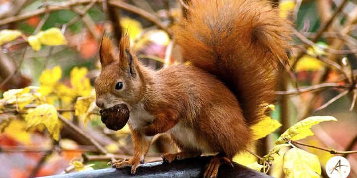 Making Hay & Stashing Acorns: How growing businesses can maximize a good economy, but prepare for inevitable recession