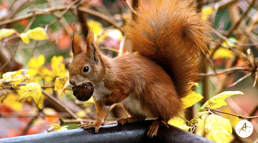 Making Hay Stashing Acorns